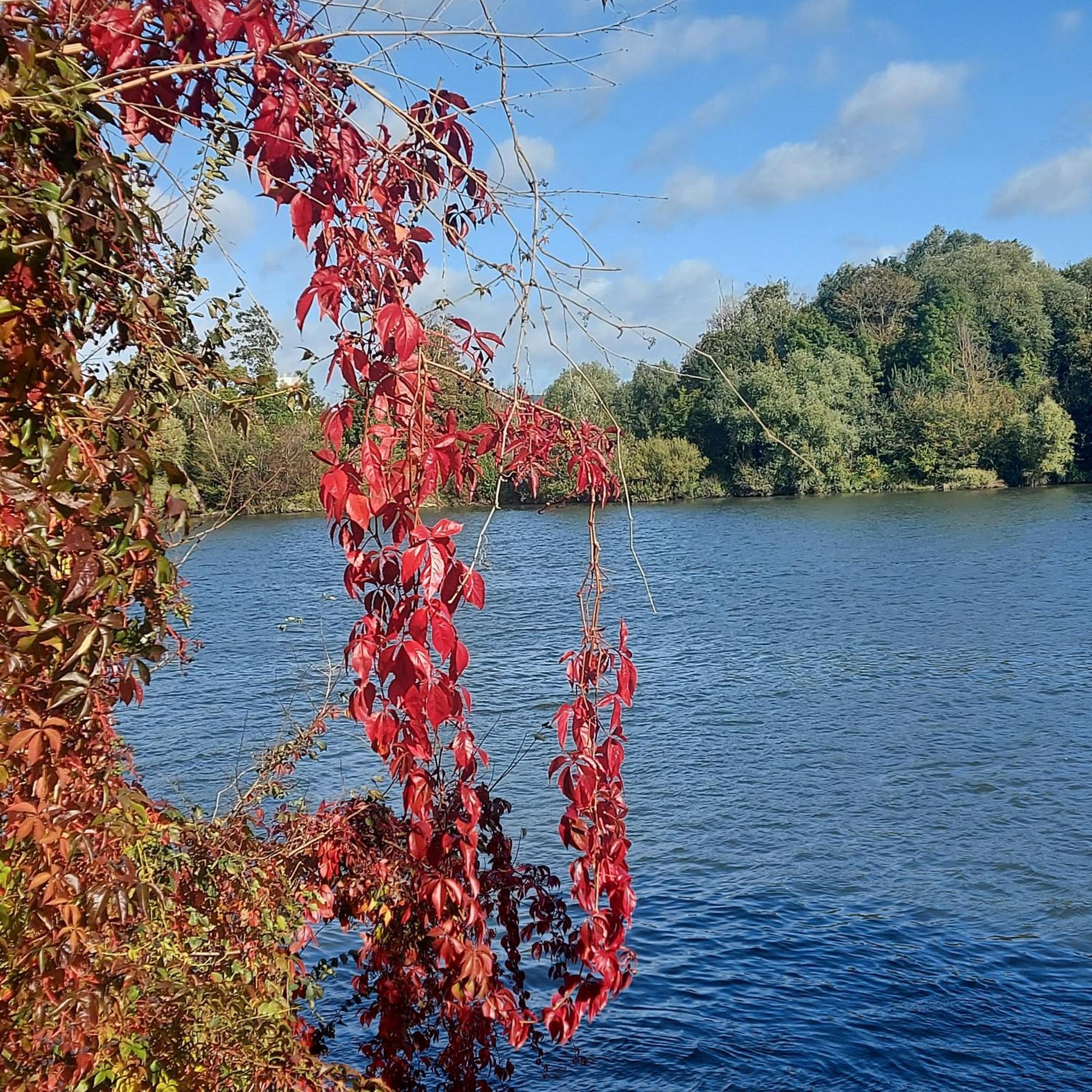 Les Seringats Poissy